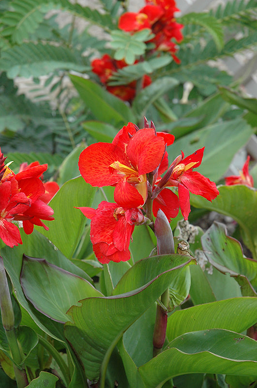 Canna 'Tropical Red'