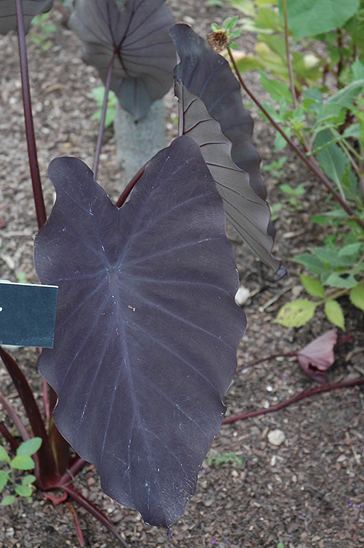 Colocasia Black Magic 11 cm +