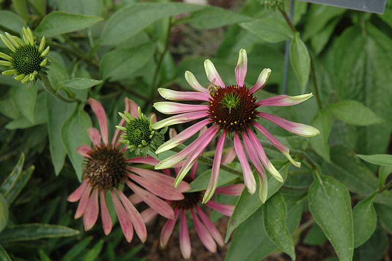 Echinacea 'Green Envy'