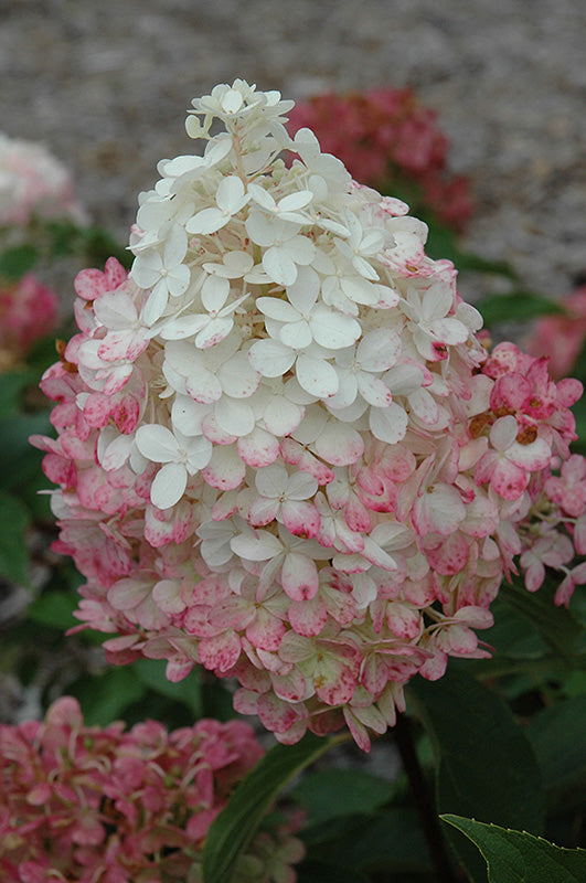 Hydrangea paniculata 'Vanilla Fraise'