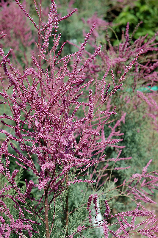 Tamarix ramosissima 'Summer Glow'