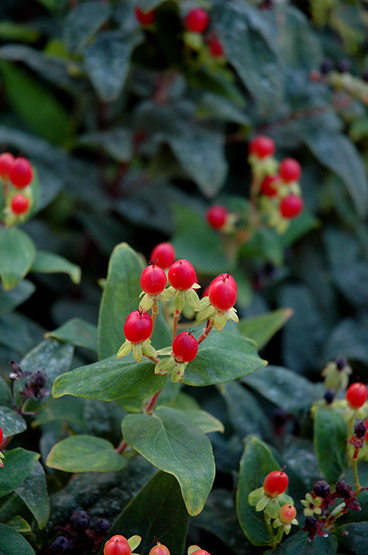 Hypericum androsaemum 'Seifire'