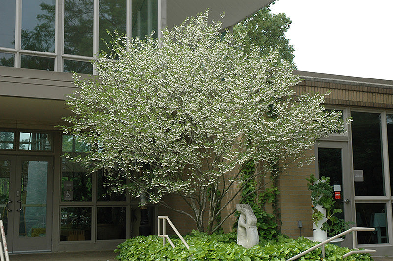 Styrax japonicus