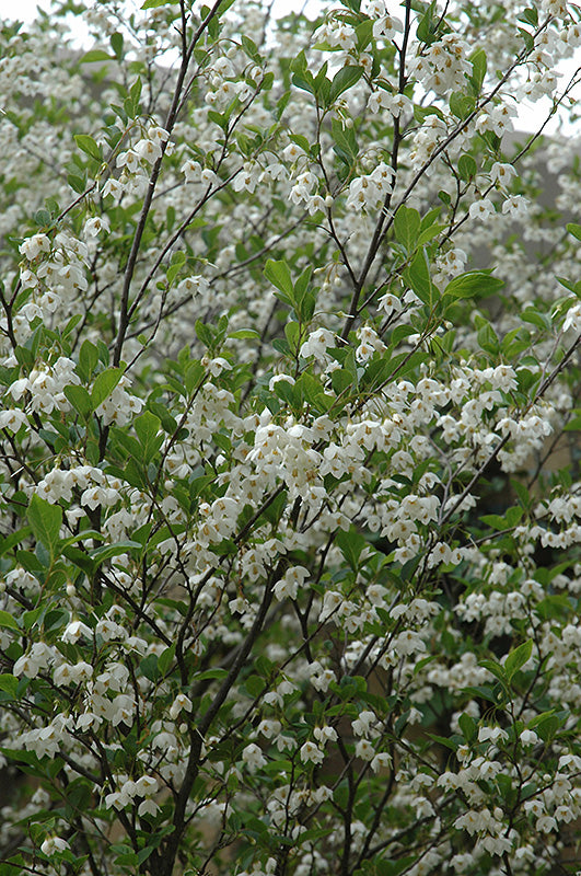 Styrax japonicus 'Snowcone'