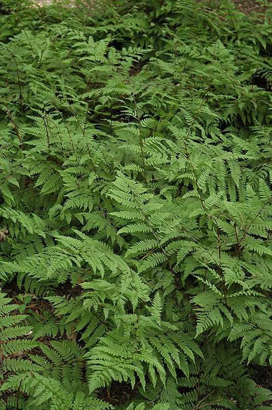 Athyrium filix-femina