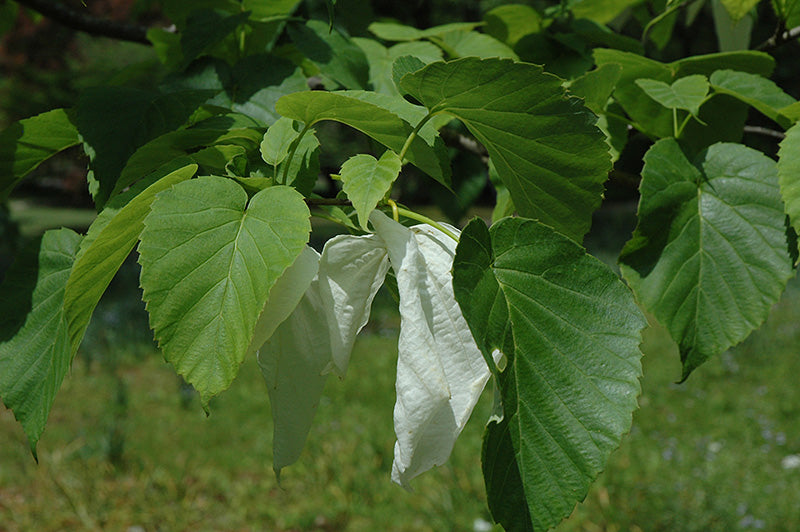 Davidia involucrata