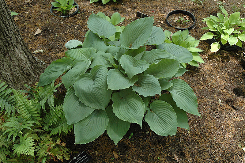 Hosta 'Queen of the Seas'