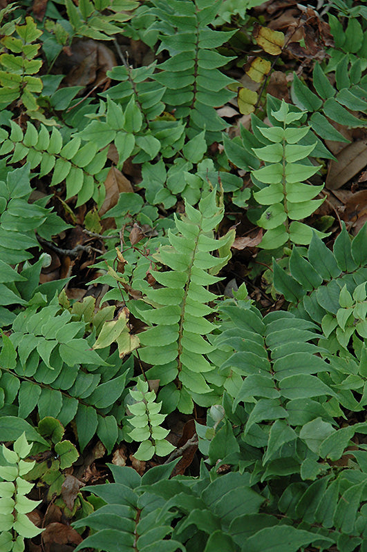 Cyrtomium fortunei 'Clivicola'