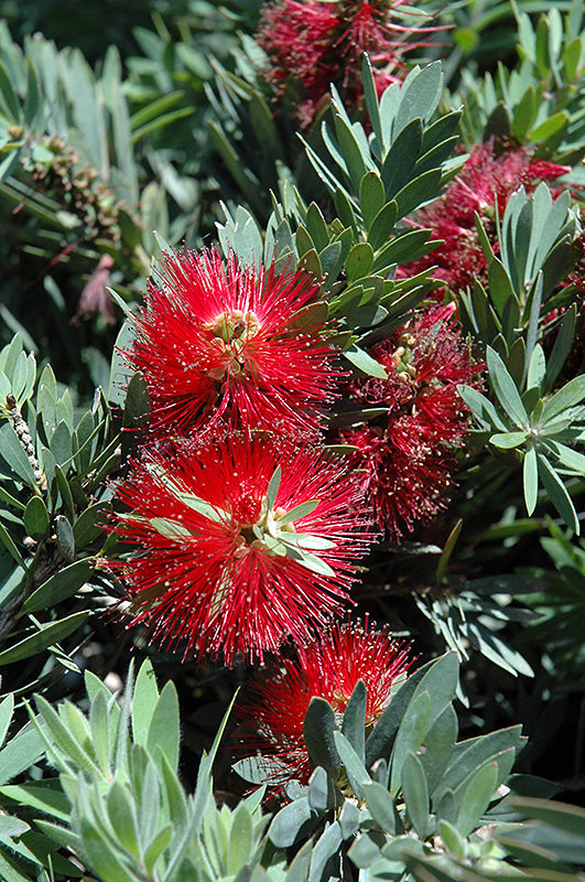 Callistemon 'Little John'