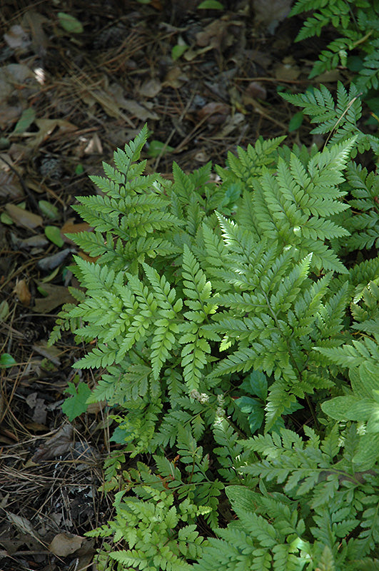 Rumohra adiantiformis