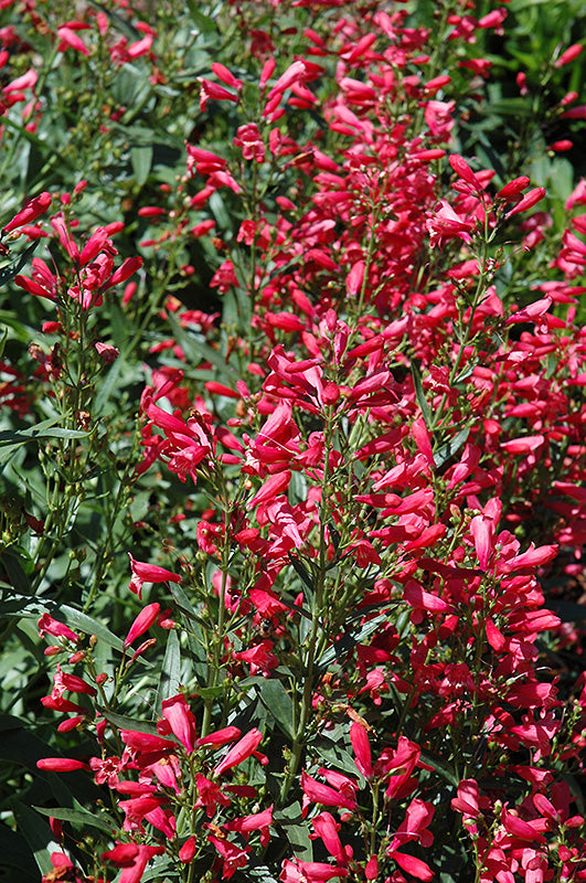 Penstemon 'Red Riding Hood'