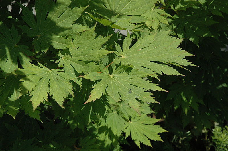 Acer palmatum 'Rising Sun'