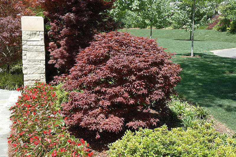 Acer palmatum 'Rhode Island Red'