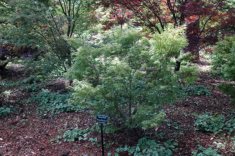 Acer palmatum 'Wilson's Pink Dwarf'