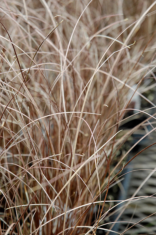 Carex buchananii