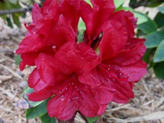 Rhododendron 'Firestorm'