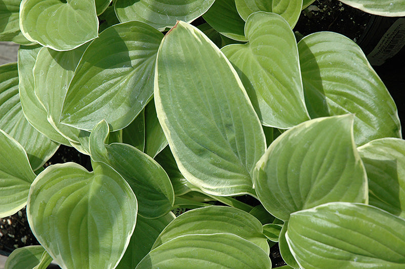 Hosta 'Frozen Margarita'