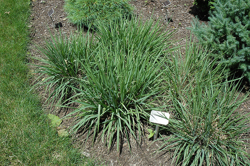 Eragrostis spectabilis