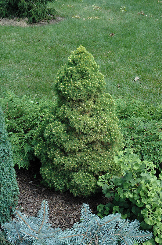 Picea glauca 'Rainbow's End'