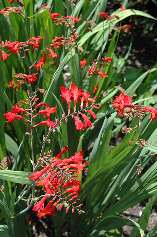 Crocosmia 'Emberglow'