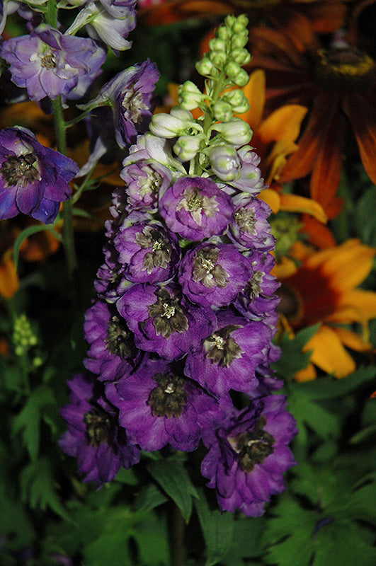 Delphinium 'Magic Fountains Dark Blue'