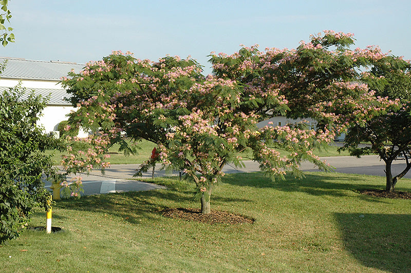 Albizia julibrissin 'Rosea'