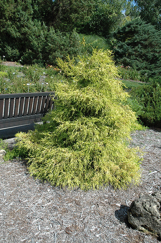 Chamaecyparis pisifera 'Lemon Thread'