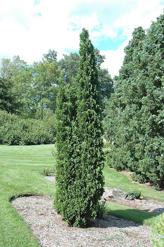 Thuja occidentalis 'DeGroot's Spire