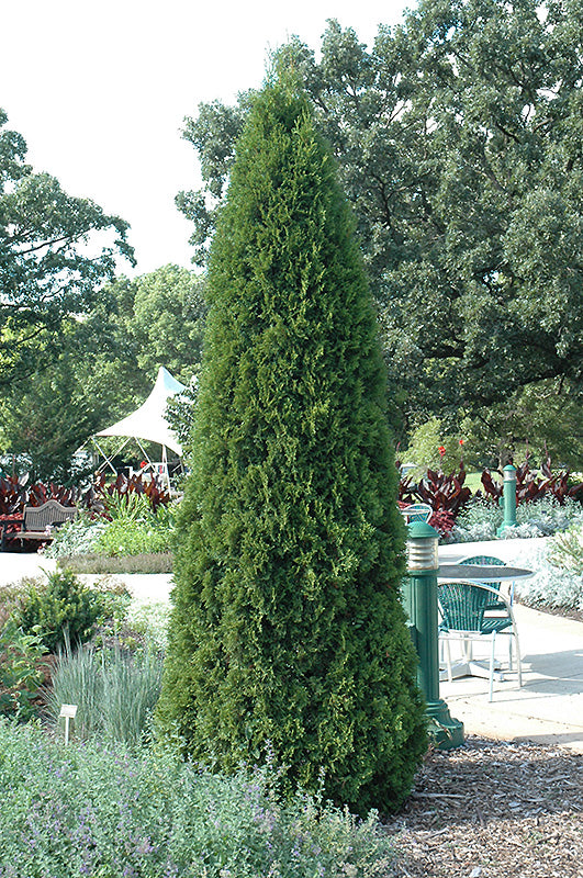 thuja ph Thuja occidentalis 'Smaragd'