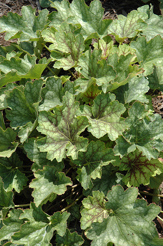Heuchera x hybrida 'Carnival Cocomint'