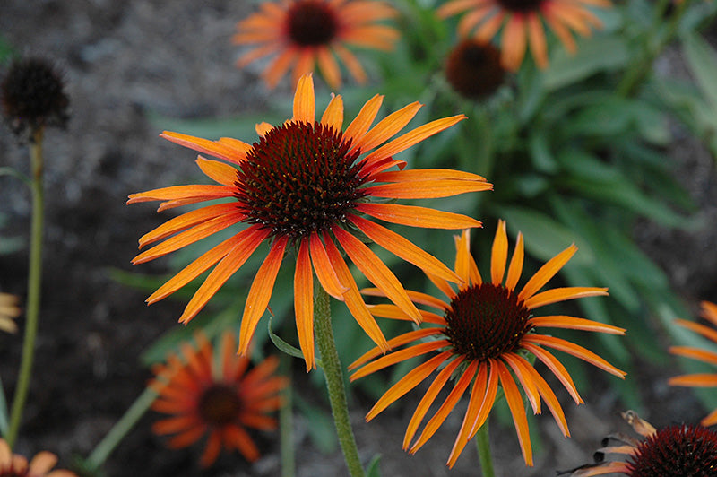 Echinacea 'Flame Thrower'
