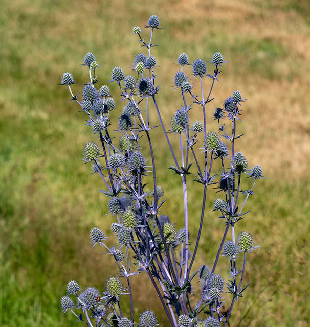Eryngium - Sea Holly