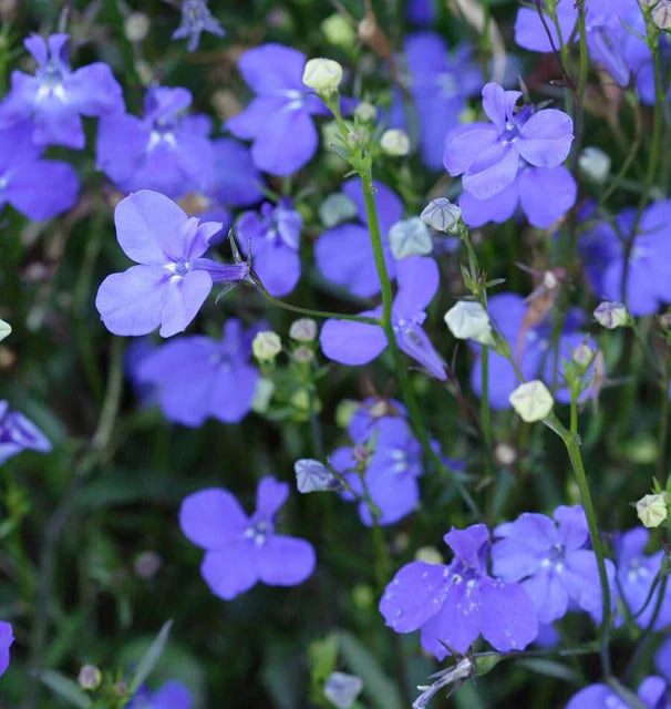 Lobelia - Midnight Blue