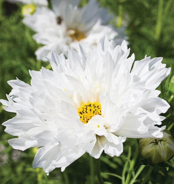 Cosmos - Double Click Snow Puff