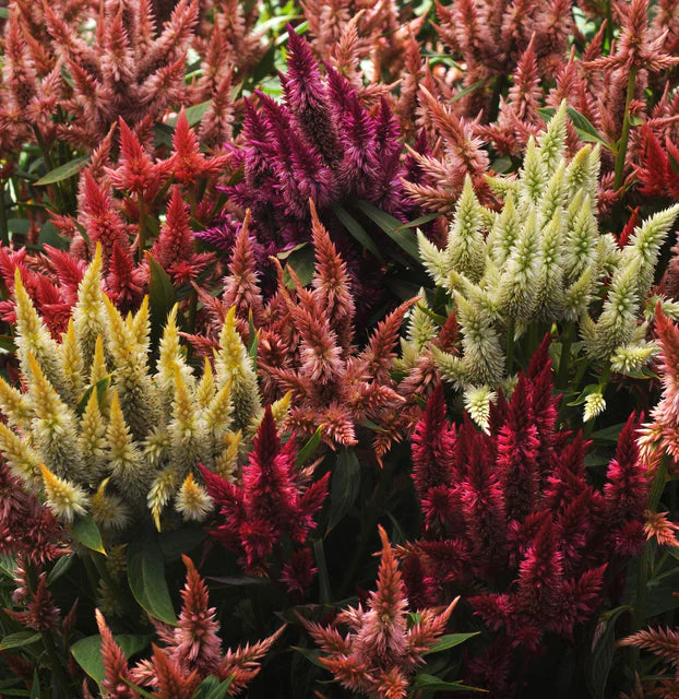 Celosia - Celway Mix