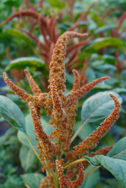Amaranth - Hot Biscuits