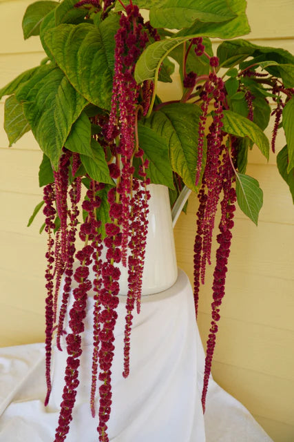 Amaranth - Love-Lies-Bleeding