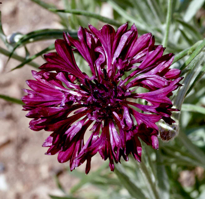 Cornflower - Black Ball