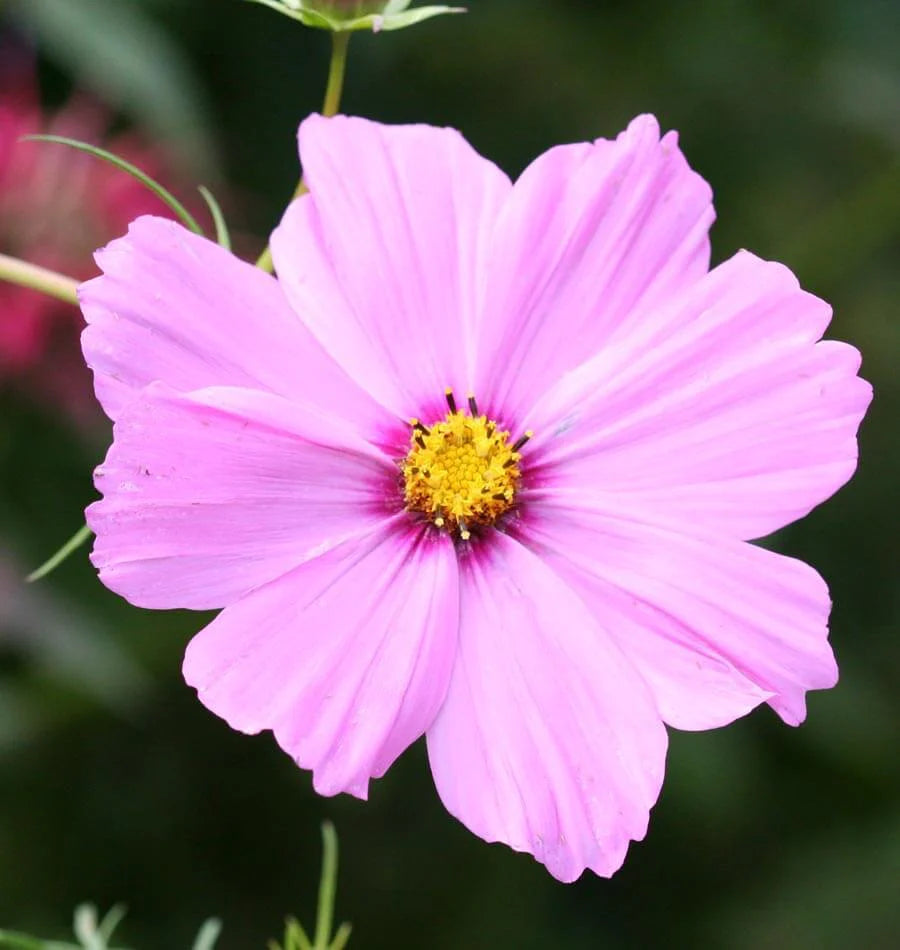 Cosmos - Sensation Blend