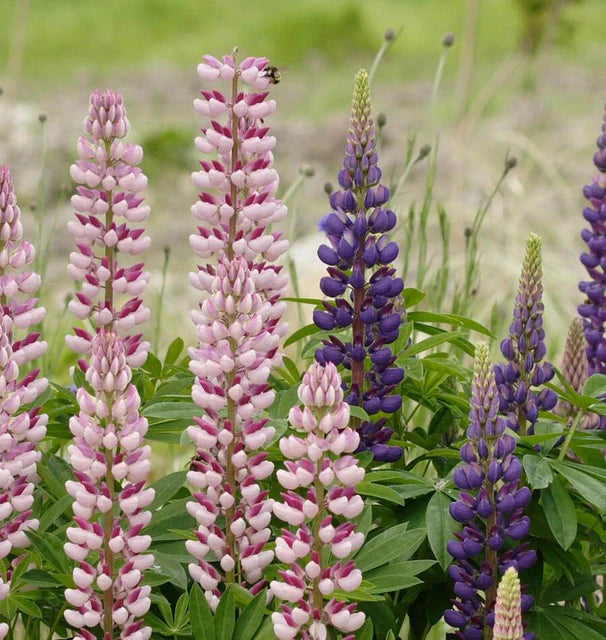 Lupins - Russell Hybrids