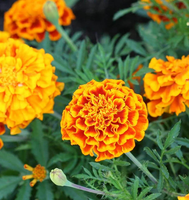 Marigolds - Sparky Mix