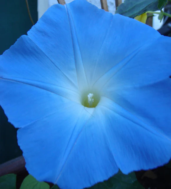 Morning Glory - Heavenly Blue
