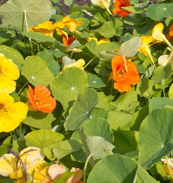 Nasturtium - Jewel Mix