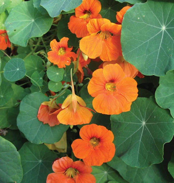 Nasturtium - Tall Single Mix
