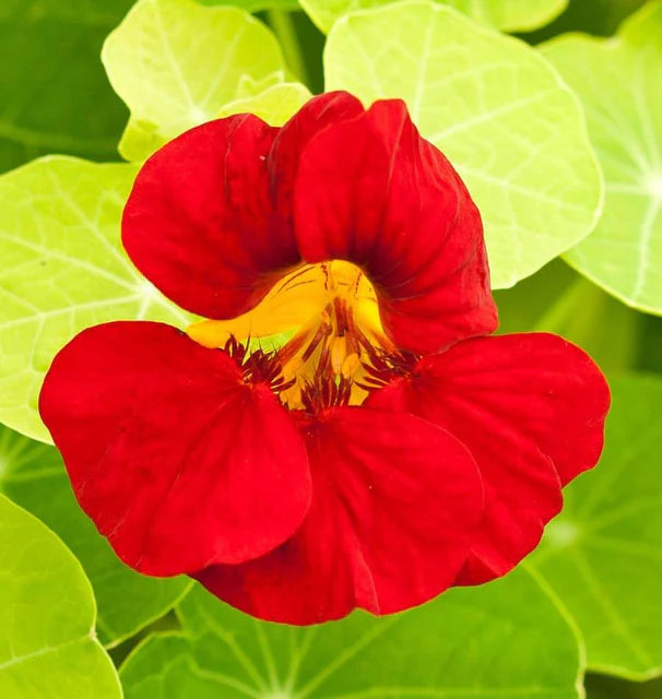 Nasturtium - Empress of India