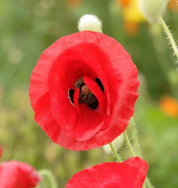 Poppies - Flanders Poppy