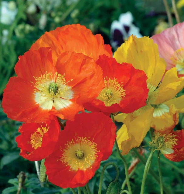 Poppies - Iceland