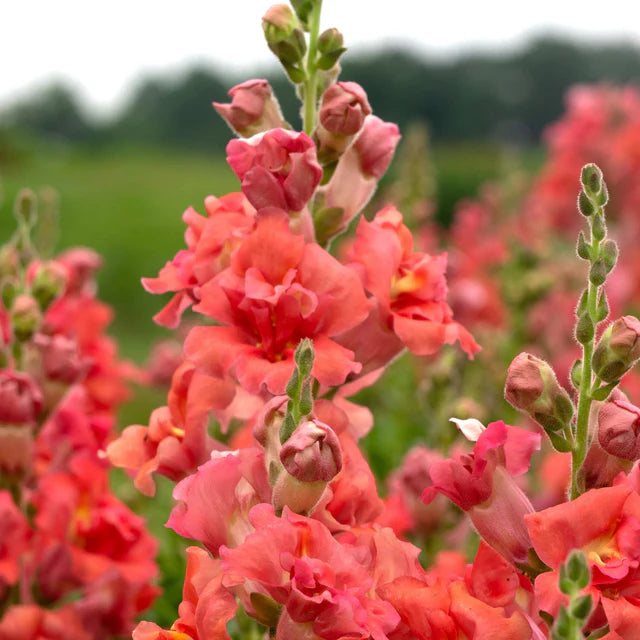 Snapdragon - Madame Butterfly Cherry Bronze