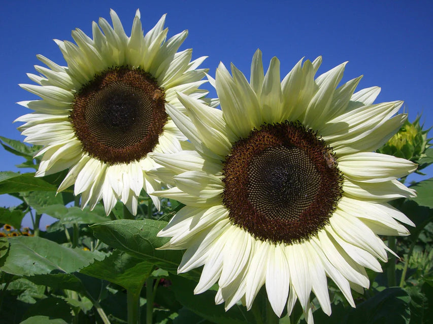 Sunflower - Procut White Nite