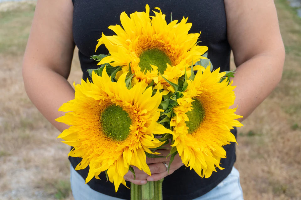 Sunflowers - Starburst Greenburst